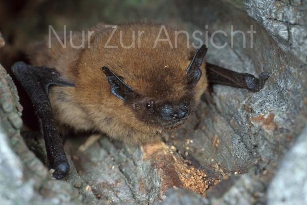 Postkarte Zwergfledermaus